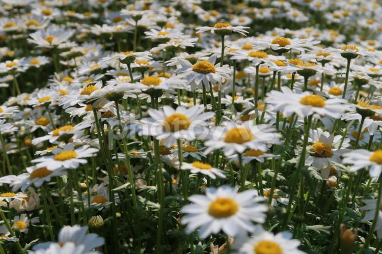 フランスギク一面 優しい花,公園の花,植物園の写真素材