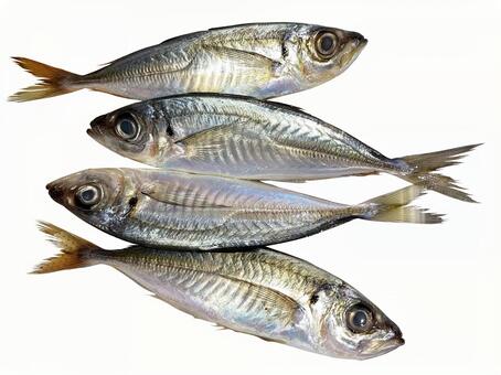 アジ アジ,魚,魚介類の写真素材