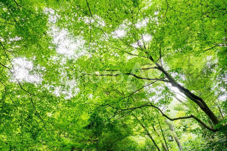 緑が深いマイナスイオンのイメージ 夏イメージ,キャンプ,アウトドアの写真素材