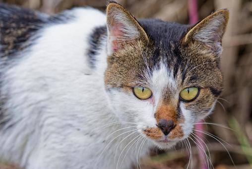 見つめるサバトラ柄のノラネコ サバトラ柄,野良猫,のら猫の写真素材