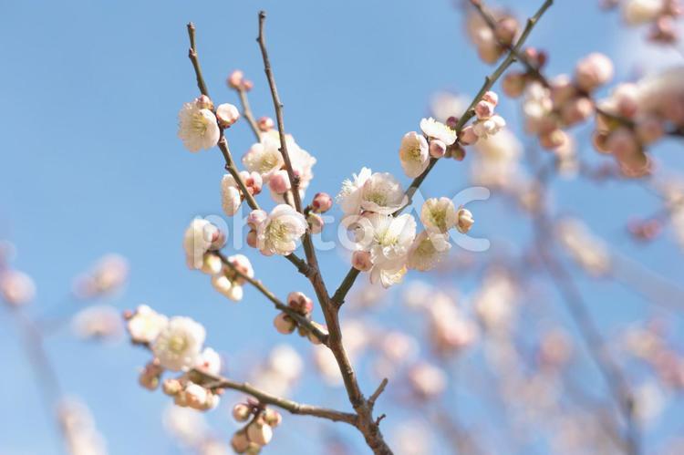 満開の白梅と蕾　春の空 梅,白梅,春の写真素材
