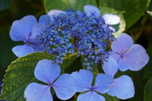 Hydrangea, JPG Hydrangea, JPG