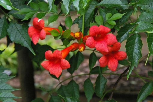 アメリカノウゼンカズラ アメリカノウゼンカズラ,亜米利加凌霄花,コノウゼンの写真素材