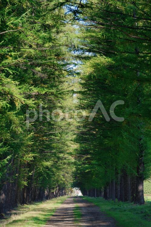エゾマツの並木道 並木道,エゾマツ,道の写真素材