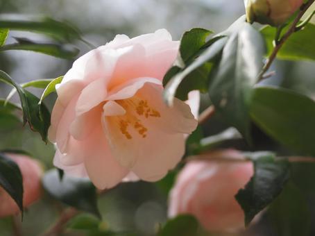 ピンク椿の花と葉っぱの画像の写真