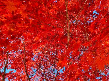 真っ赤な紅葉と青空 秋,カエデ,紅葉の写真素材