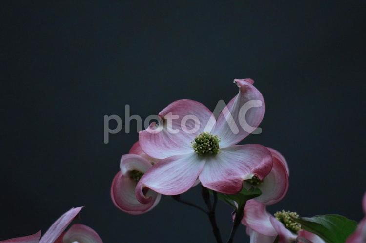 アメリカからの贈り物 ハナミズキ(花水木),花,ミズキ科の植物の写真素材
