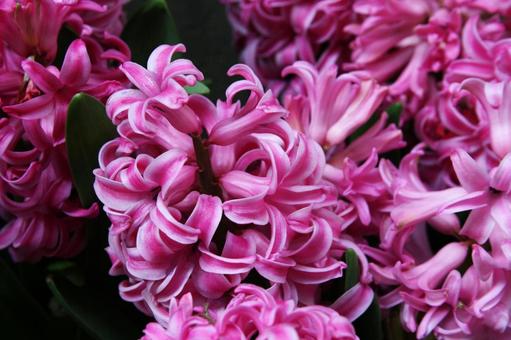 ヒヤシンス・ヒアシンス　クローズアップの写真