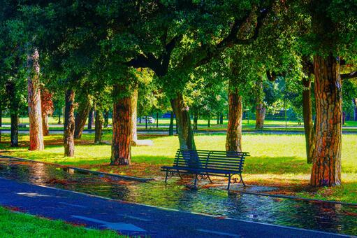 公園のベンチと並木 ベンチ,木,並木の写真素材