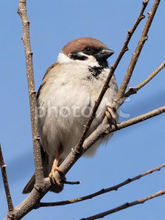 樹上のスズメ スズメ,野鳥,青空の写真素材