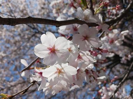 cherry blossoms, JPG cherry blossoms, JPG