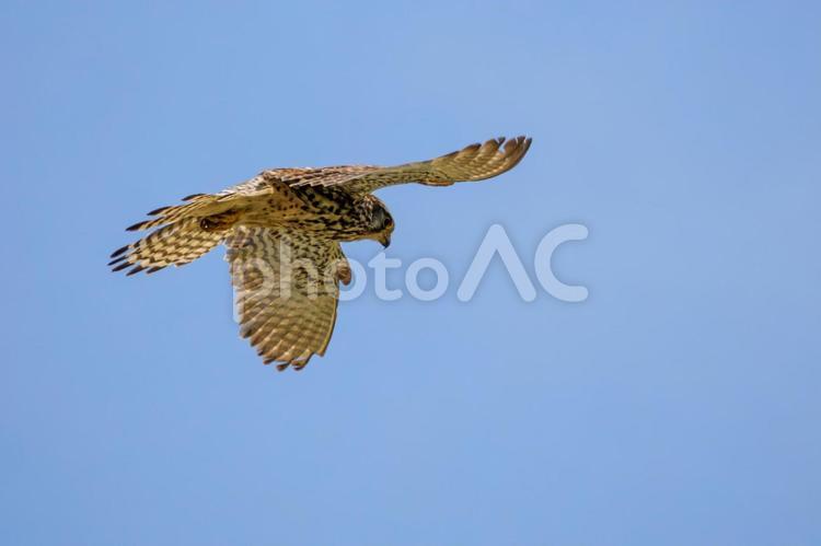 チョウゲンボウ⒆ 鳥,チョウゲンボウ,野鳥の写真素材