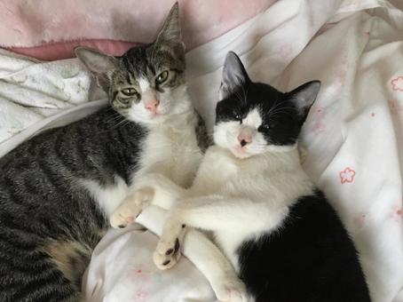 添い寝する姉妹猫 添い寝する姉妹猫の写真