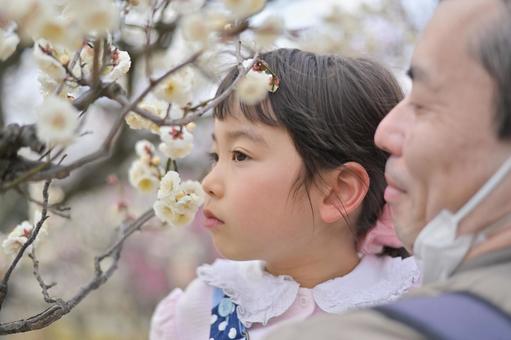 梅の香りをかぐ父と娘 鼻,香り,かぐの写真素材