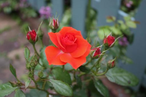 薔薇_花_鉢植え_深紅 薔薇_花_鉢植え_深紅の写真