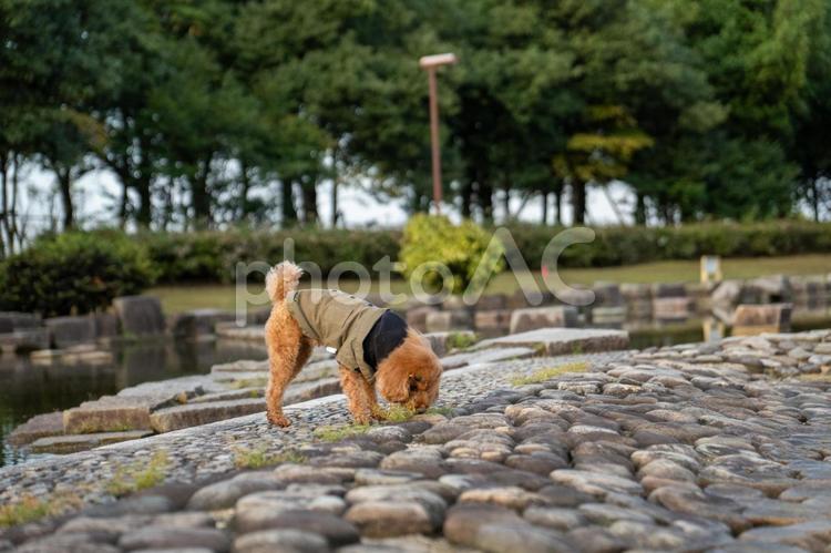 秋の公園で散歩するトイプードル トイプードル,トイプー,秋の写真素材