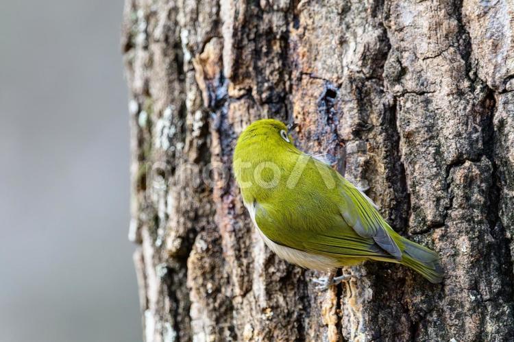 木の幹にとまるメジロ メジロ,鳥,木の写真素材