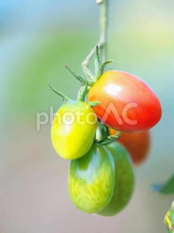 菜園のミニトマト トマト,果物,赤いの写真素材
