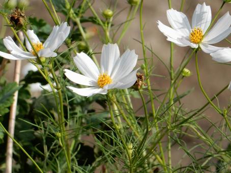 【花の写真】コスモス（秋桜） コスモス,秋桜,自然の写真素材