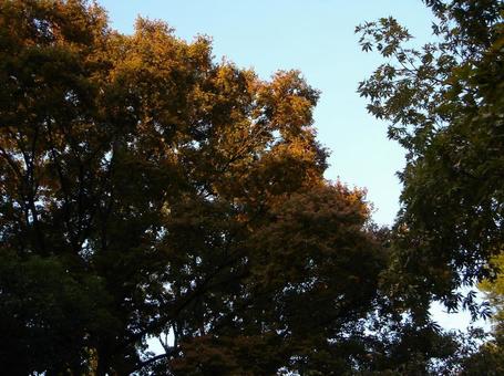 紅葉 紅葉の写真