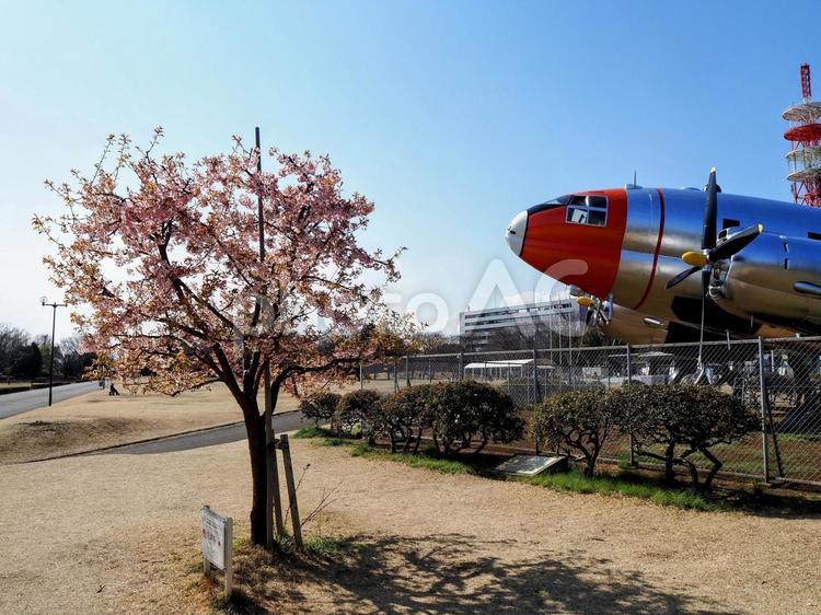 早春の花・航空公園の河津桜・埼玉県所沢市 早春,河津桜,飛行機の写真素材