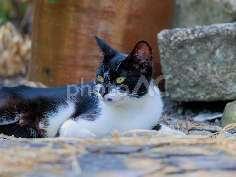 猫神社に住む野良猫です。 野良猫,地域猫,捨て猫の写真素材