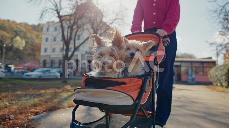 カメラ目線のヨークシャテリアのベビーカーを押す人の手元 犬,小型犬,手元の写真素材