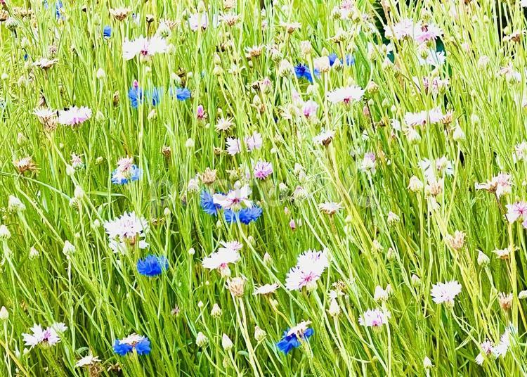 公園の花畑 花,夏,公園の写真素材