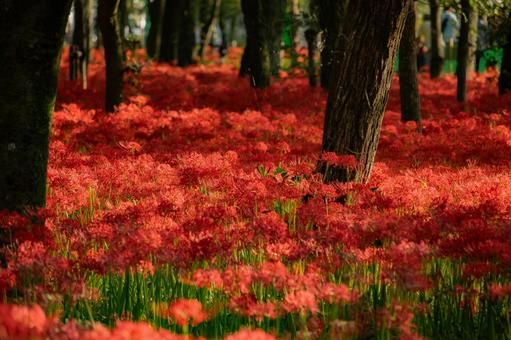 曼殊沙華_7 曼殊沙華_7の写真