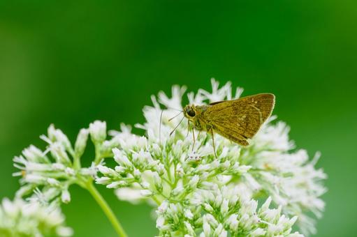 イチモンジセセリ⑷の写真