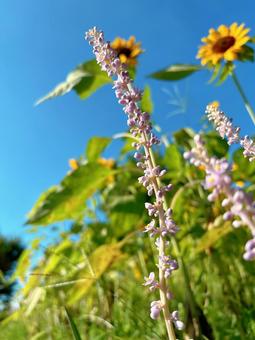 芽吹く草花 芽吹く草花の写真