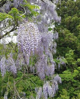 藤の花 wisteria wisteria,flower,japanの写真素材