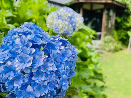 青いあじさいと日本家屋の庭園風景 青いあじさいと日本家屋の庭園風景 アジサイ,青,ブルーの写真素材