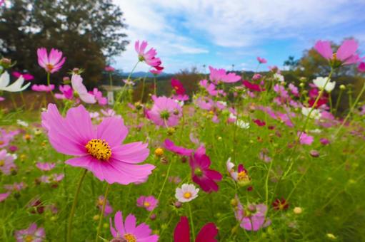 Blue sky and cosmos ①, cosmos, natural, autumn, JPG