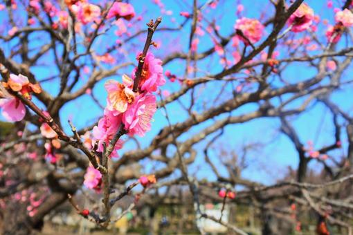 青空に映える梅の花 青空に映える梅の花の写真