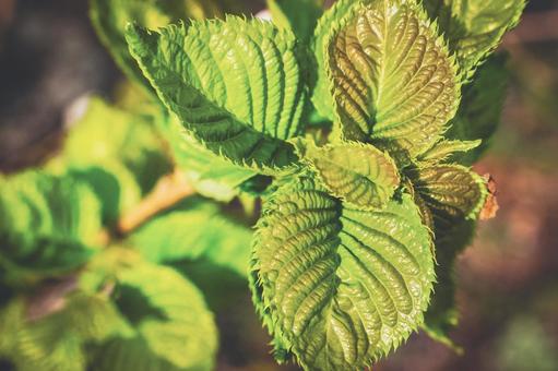 光に当たるオオテマリ つぼみ,蕾,自然の写真素材