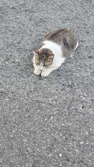 ノラ猫 202508 (1) ノラ猫 202508 (1)の写真
