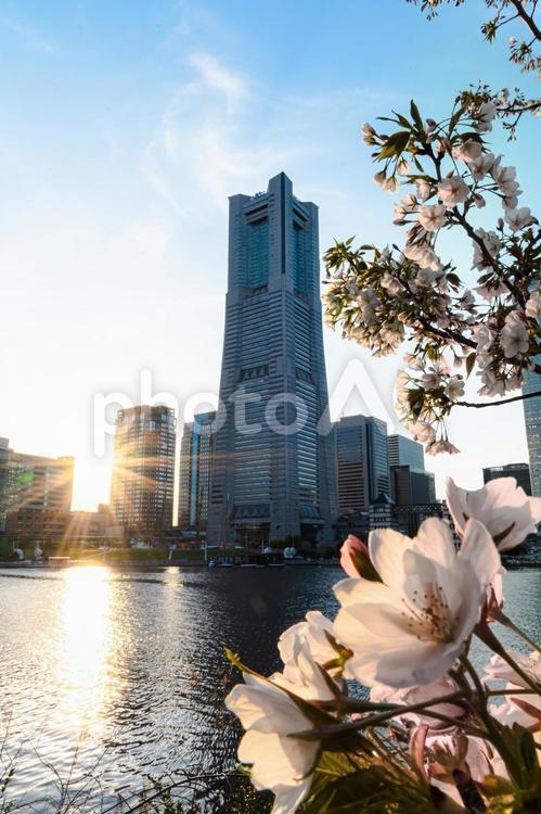 ランドマークタワーと桜 みなとみらい,桜,さくらの写真素材