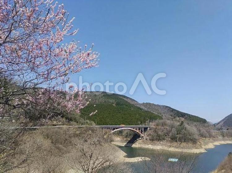 橋とダム湖と桜 春,花,晴の写真素材