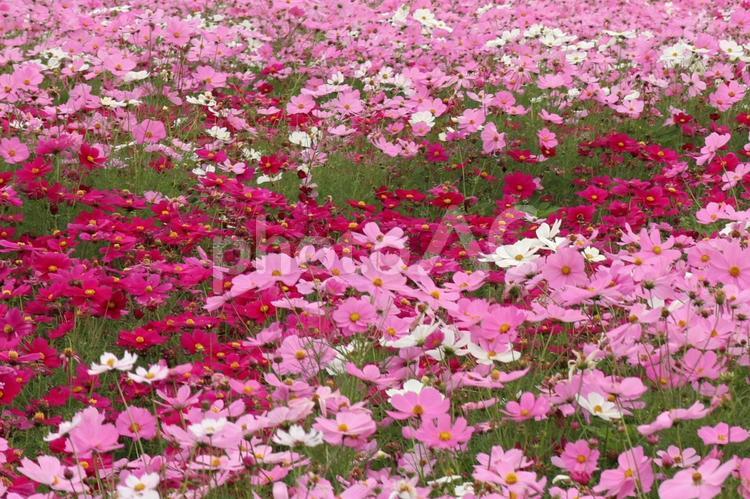 色鮮やかな10月のコスモス畑 コスモス,秋,秋桜の写真素材