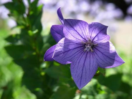 郊外の植え込みに咲くキキョウの花 郊外の植え込みに咲くキキョウの花の写真