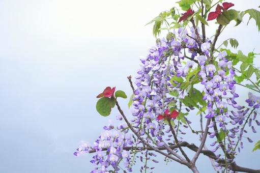Wisteria flower, JPG Wisteria flower, JPG