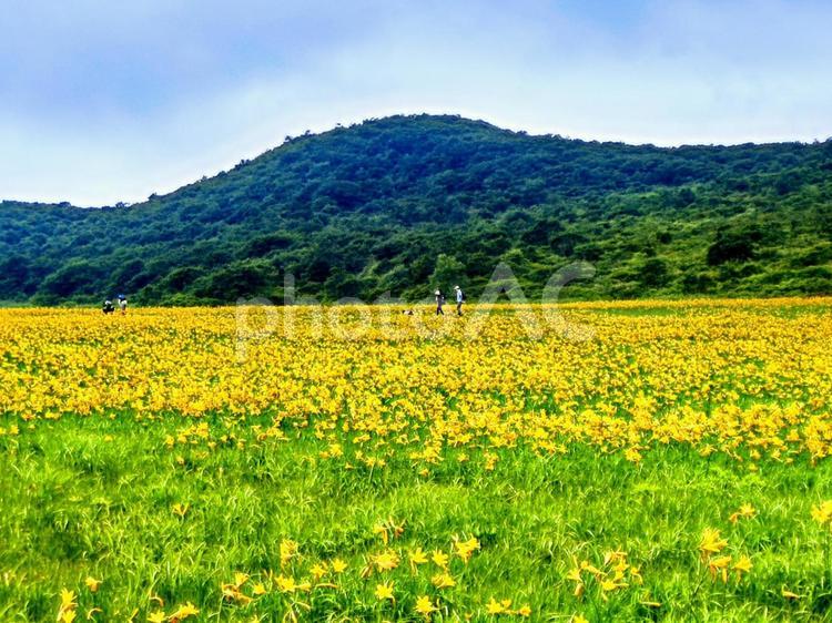雄国沼湿原のニッコウキスゲ群生 テクスチャ,ニッコウキスゲ,雄国沼湿原の写真素材