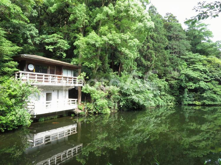 散在が池森林公園・対岸より事務所を望む 公園,湖,池の写真素材