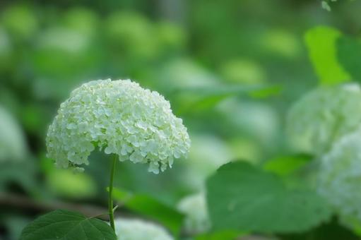 花模様₋アジサイ‐明るいイメージ 花模様₋アジサイ‐明るいイメージの写真