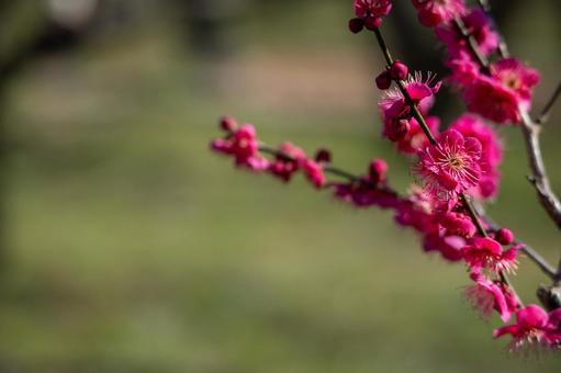 梅林 梅林 梅,梅林,万博記念公園の写真素材