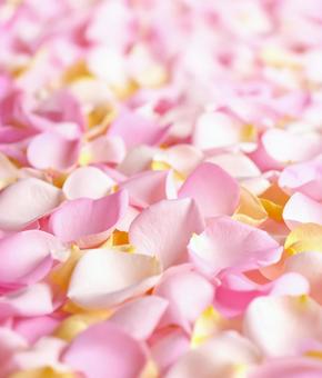 敷き詰められたバラの花びら 敷き詰められたバラの花びらの写真
