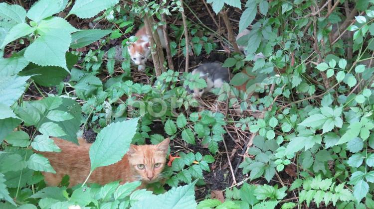 茶トラと物凄く可愛い4匹の子猫たち 茶トラ,猫,母猫の写真素材