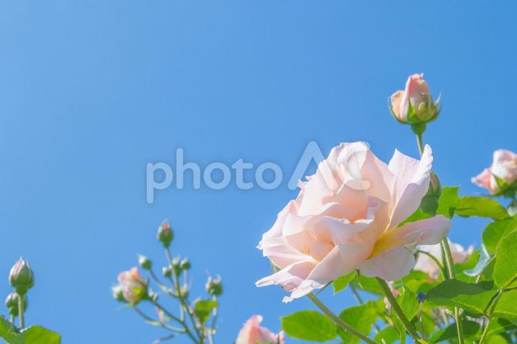 薔薇　３３　バラと青空・コピースペース ピンク,ももいろ,桃色の写真素材