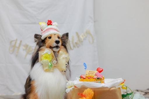 シェルティ シェルティ シェルティ,ペット,犬の写真素材